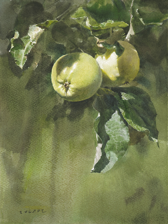 1639  Äpplen  38 x 28 cm.