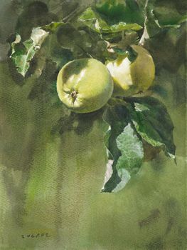 1639  Äpplen  38 x 28 cm.